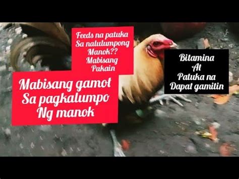 mabisang gamot sa nalulumpong manok,Hindi makabangon .